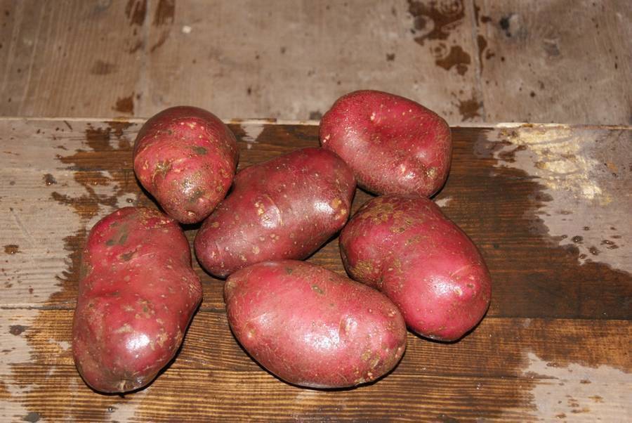 Почему картофель «ред скарлет» пользуется большим спросом: характеристика сорта, пошаговое описание посадки и ухода