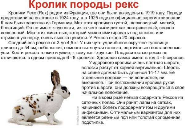 Русский горностаевый кролик: характеристика, описание породы с фото, особенности ухода и содержания