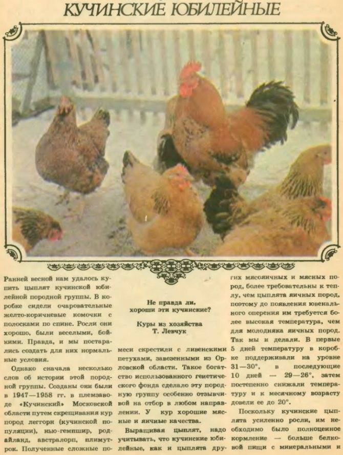 Особенности разведения мясо-яичных пород куриц в домашних условиях: описание лучших видов птиц
