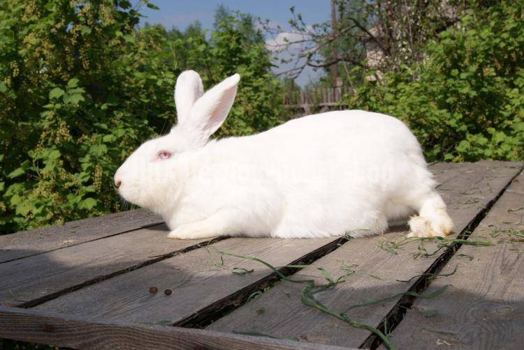 Кролик белый великан описание породы, кролик альбинос (фото)
