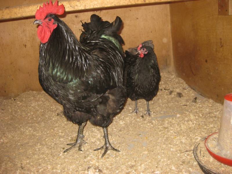 Джерсийский гигант: прибыльная порода кур, крупная птица — отличное мясо!
