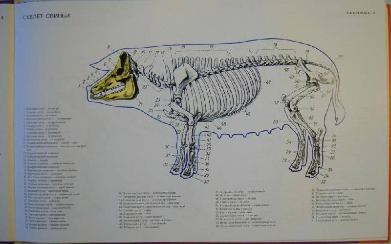 Анатомия собаки: строение внутренних органов и скелета, интересные особенности