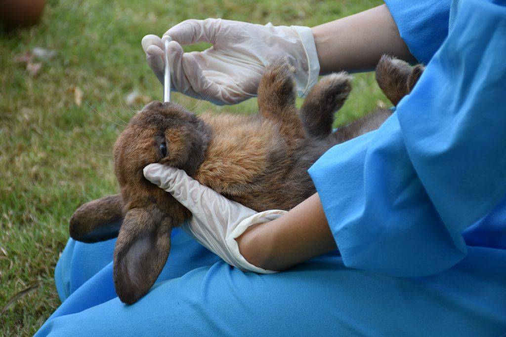 Гамавит: показания к применению и дозировки для кроликов