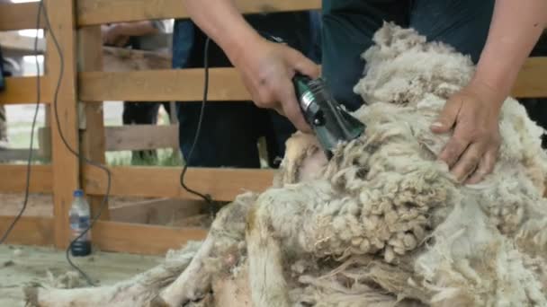 ᐉ стрижка овец: как, когда и каким инструментом стригут овец - zooon.ru