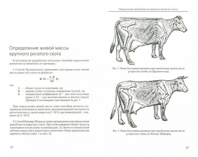 Как узнать вес быка без весов: таблица для рассчетов