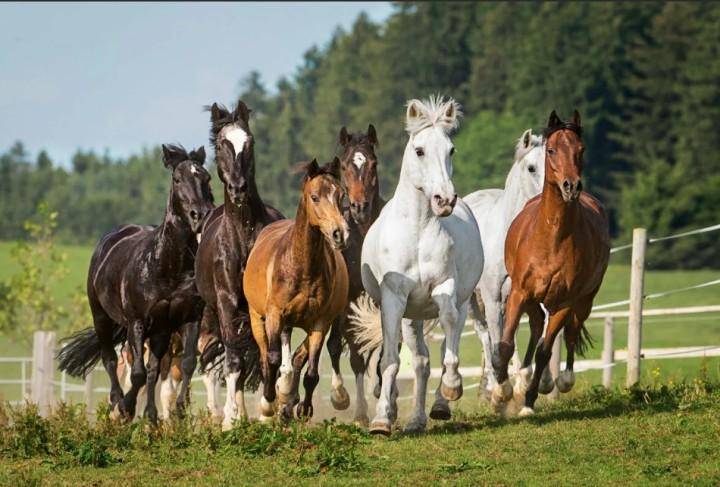 Разведение лошадей — важные моменты и особенности
