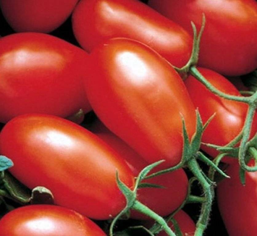 Необычный томат сливка и как за ним ухаживать