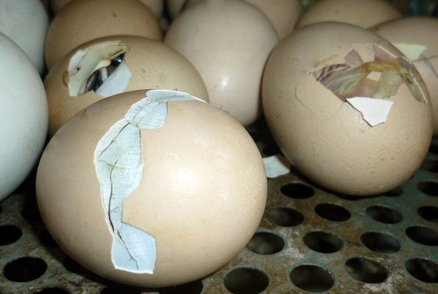 Яйца с тонкой скорлупой – как узнать причину проблемы и устранить ее?