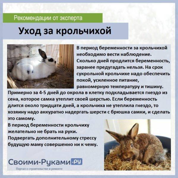 Беременность и роды у кроликов