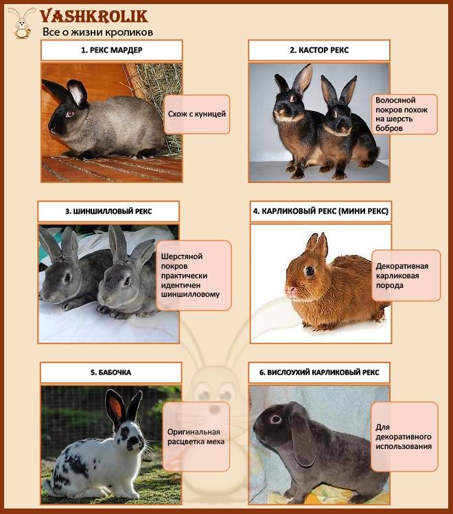 Кролики породы рекс: фото, описание, особенности породы, видео