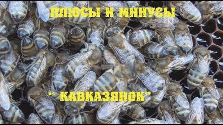 Серая горная кавказская порода пчел ее преимущества и недостатки