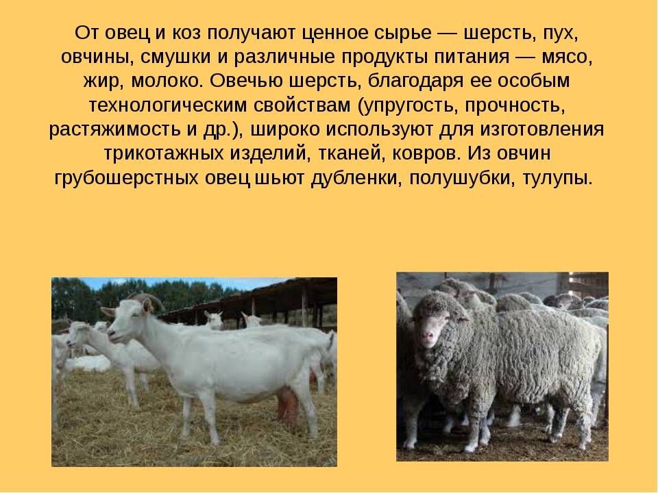 Алла налча (саблина): молочное овцеводство в россии — это пока еще экзотика