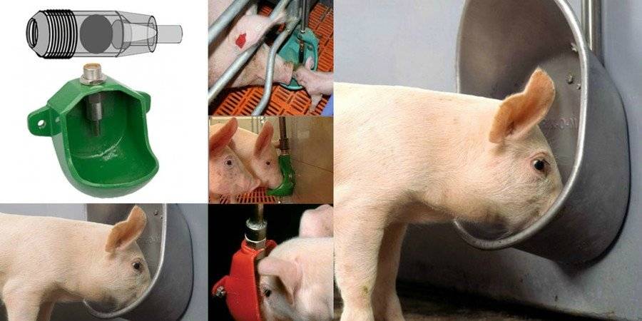 Поилки для свиней своими руками - чертежи, фото и видео сборки