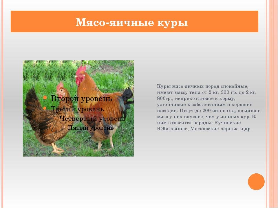 Мясояичные породы кур: фото, описание, таблица, отзывы