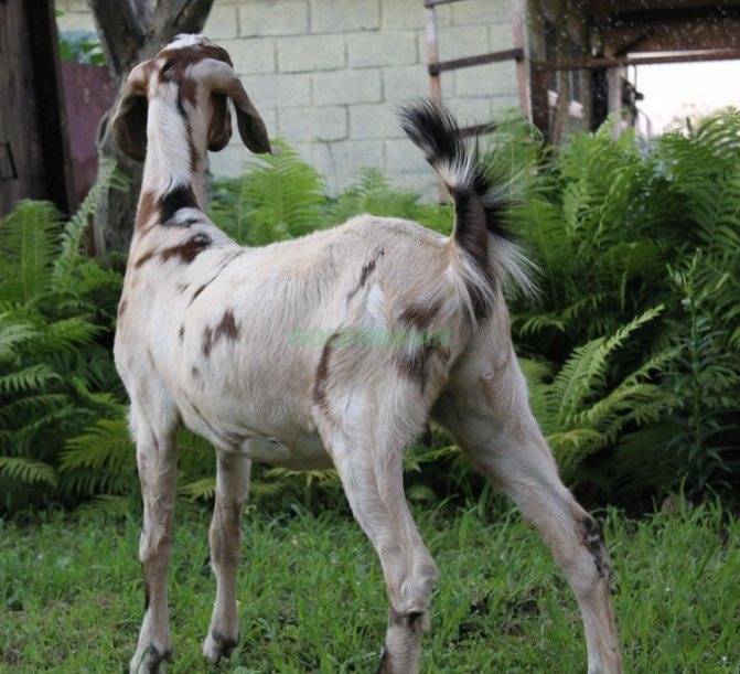 Англо-нубийские козы: описание породы и как выглядят?