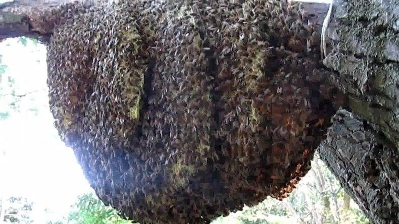 Дикие пчелы – это не только ценный мед, но и прополис, мумиё и маточное молочко