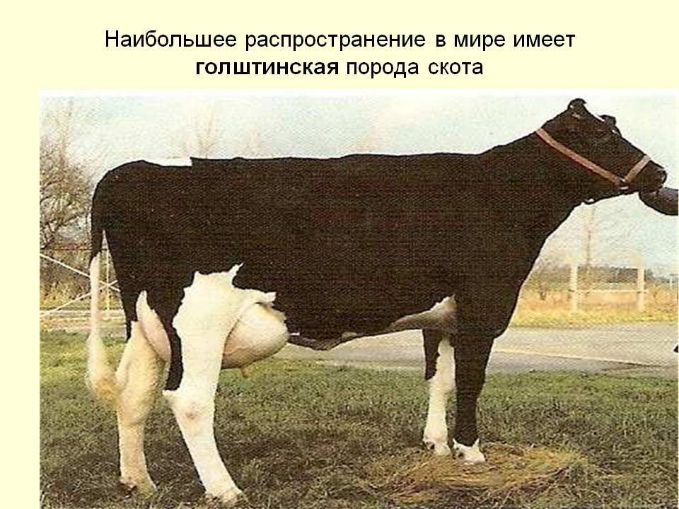 Голштинская порода коров, особенности разведения, плюсы и минусы