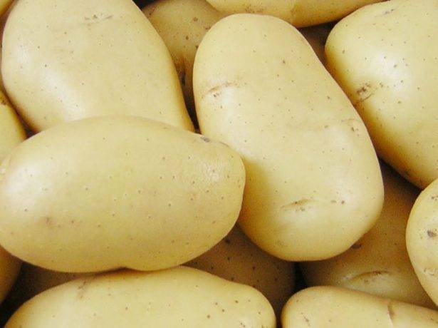 Сорт картофеля тулеевский: описание, отзывы :: syl.ru