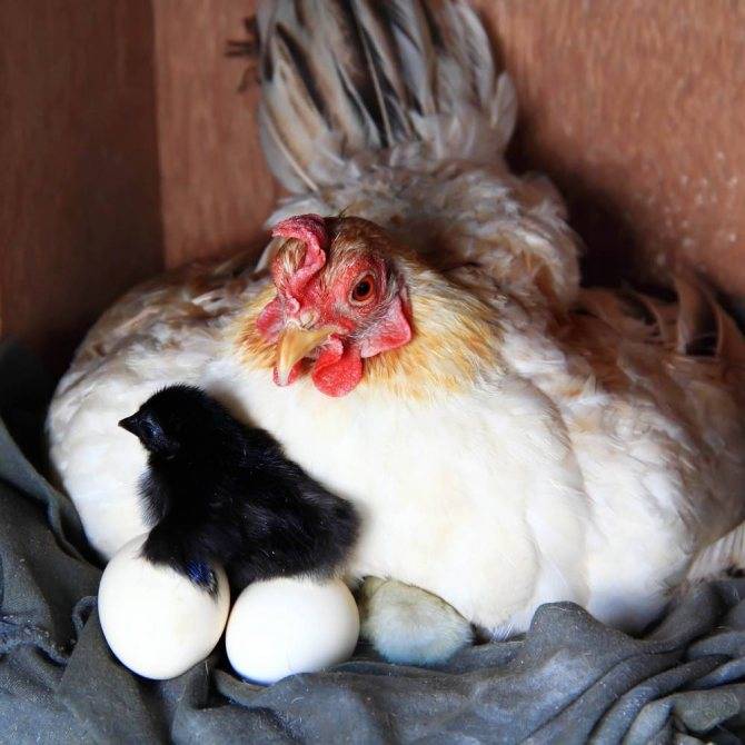 Как посадить курицу высиживать на яйца и что делать дальше