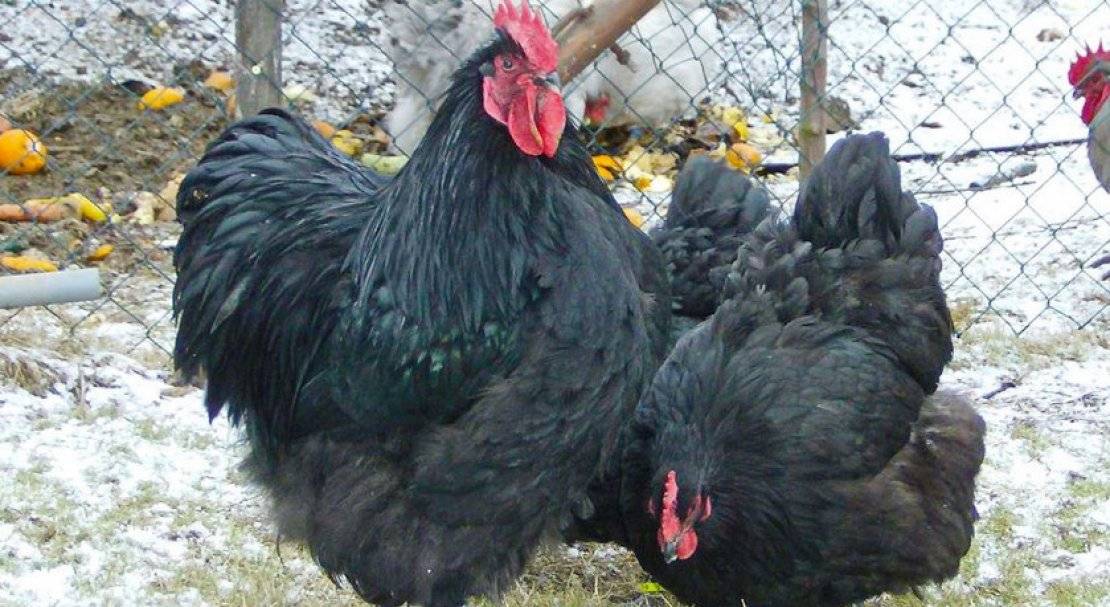 Московская чёрная порода кур: описание с фото, характеристика