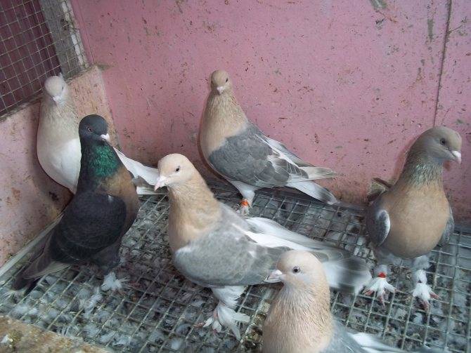 Такла: турецкие бойные голуби