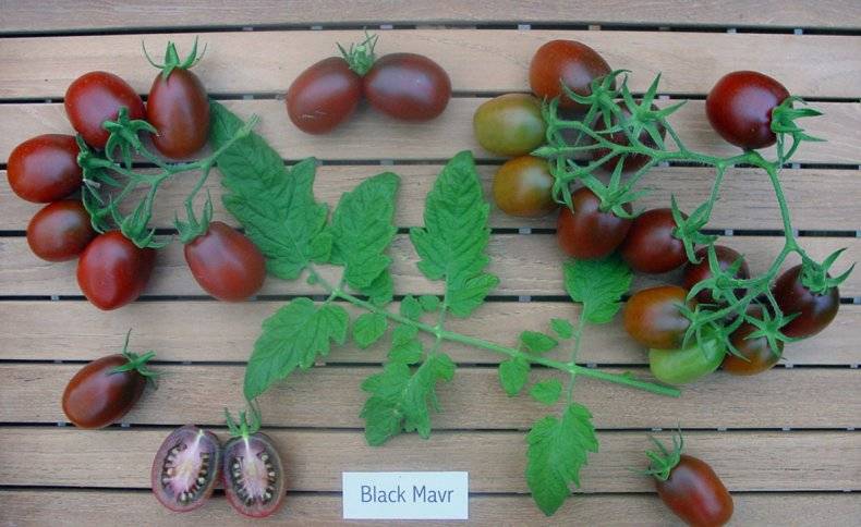 Описание сорта томата черный мавр — как поднять урожайность