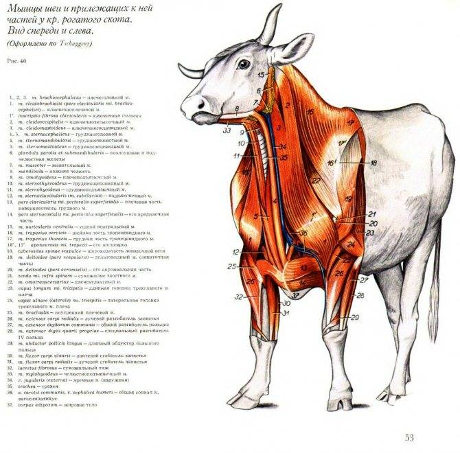 Череп коровы: строение, анатомия, фото
