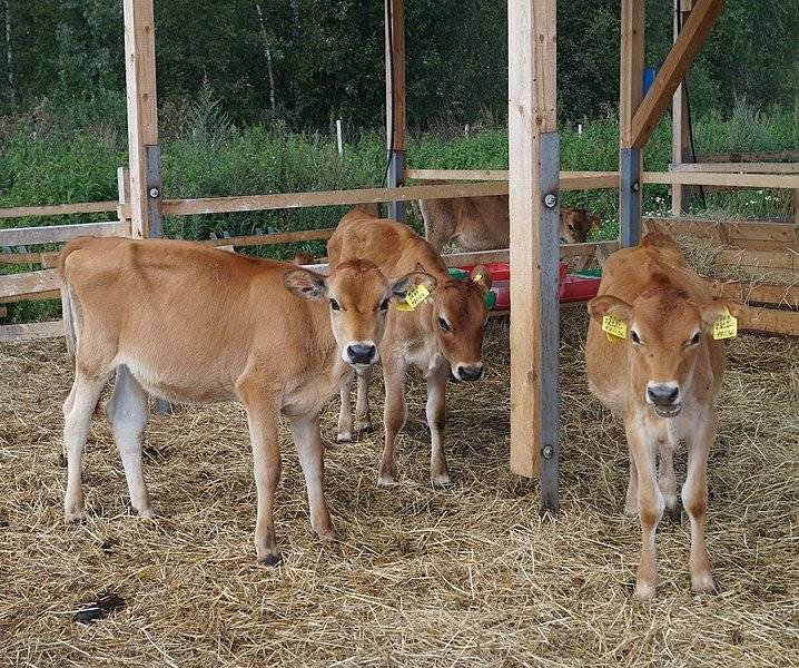 Джерсейская порода коров: описание и характеристики
