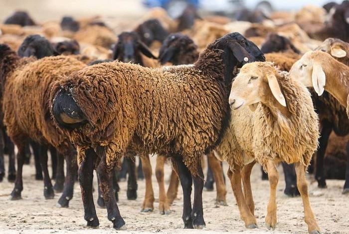 Курдючные породы овец: описание с фото, особенности и характеристики, содержание и разведение