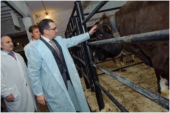 Способы осеменения, выбор и содержание быков производителей