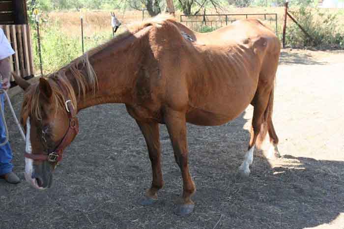 Беременность лошади: сроки, определение, рекомендации