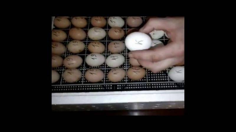 Инкубатор для яиц: советы начинающим птицеводам