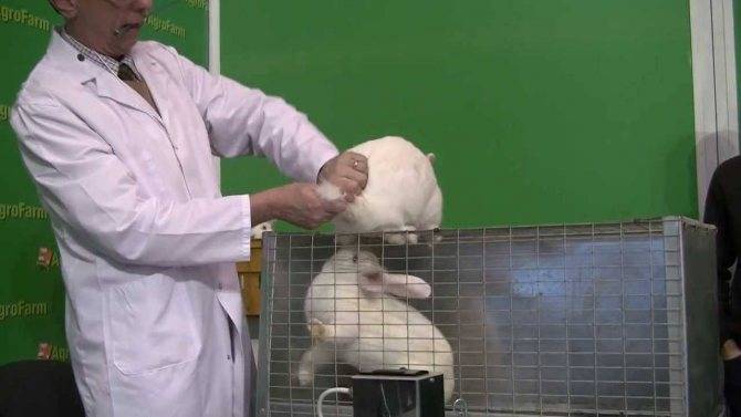 Искусственное осеменение кроликов: оборудование, технология, рентабельность  — vkmp