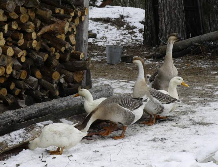 Как содержать гусей зимой: правила и нюансы