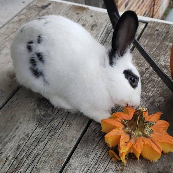 Огурцы кроликам: можно ли давать свежие плоды?
