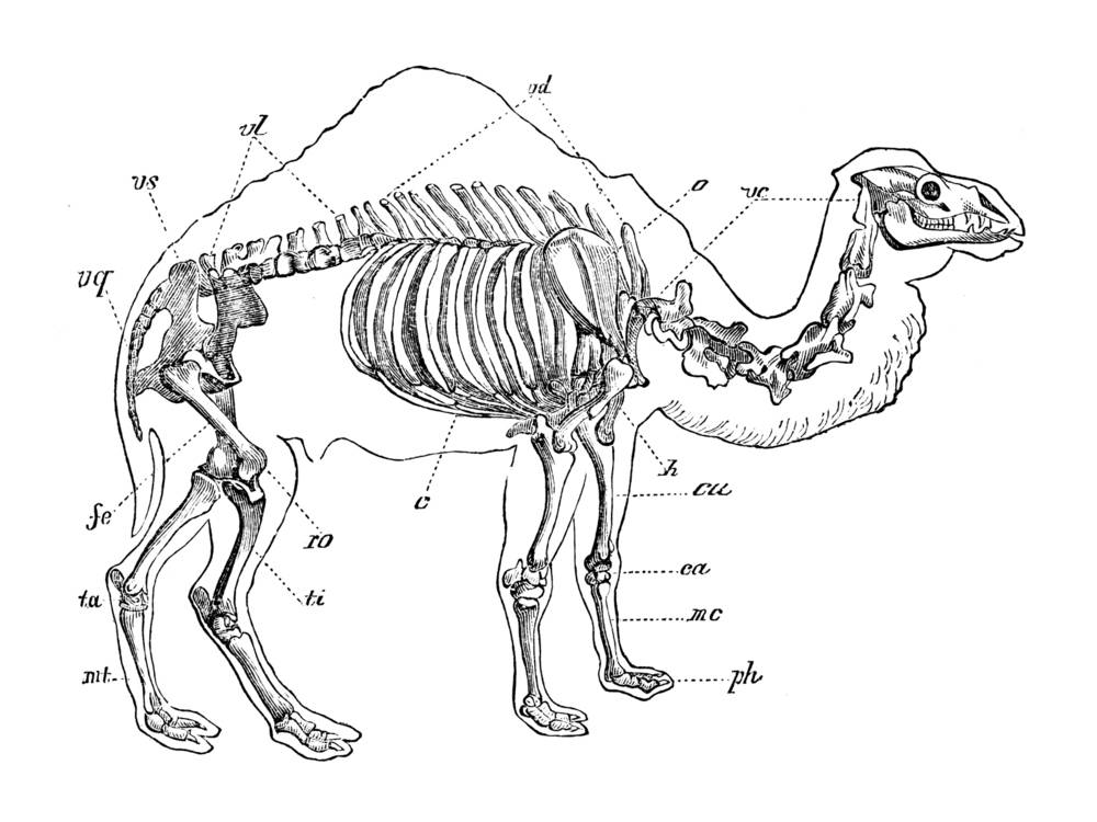 Анатомия свиней: строение туловища, скелета и расположение внутренних органов