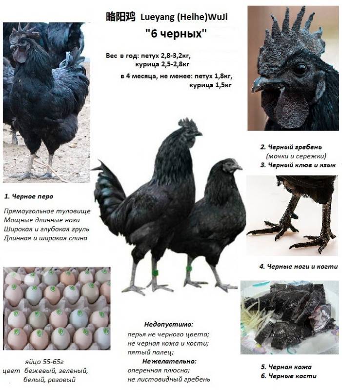 ᐉ льюянг порода кур: подробное описание с фото - zooon.ru