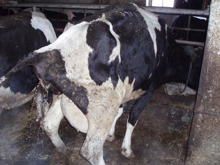 Статья на тему: субклинический (скрытый) эндометрит у коров