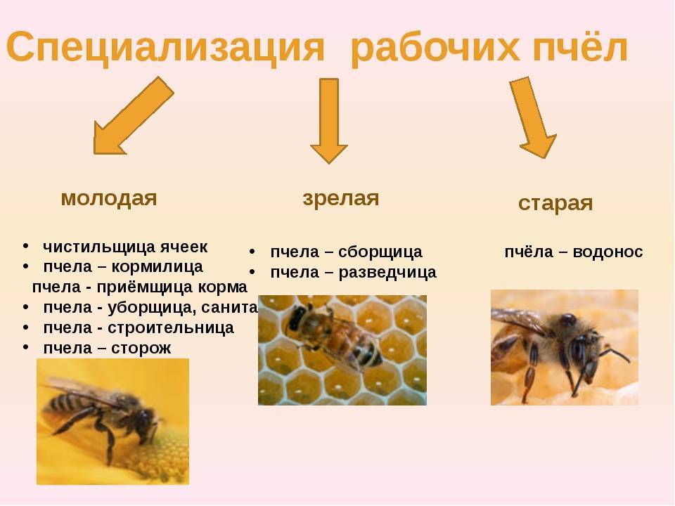 Строение и развитие рабочих пчел, их качества и умения
