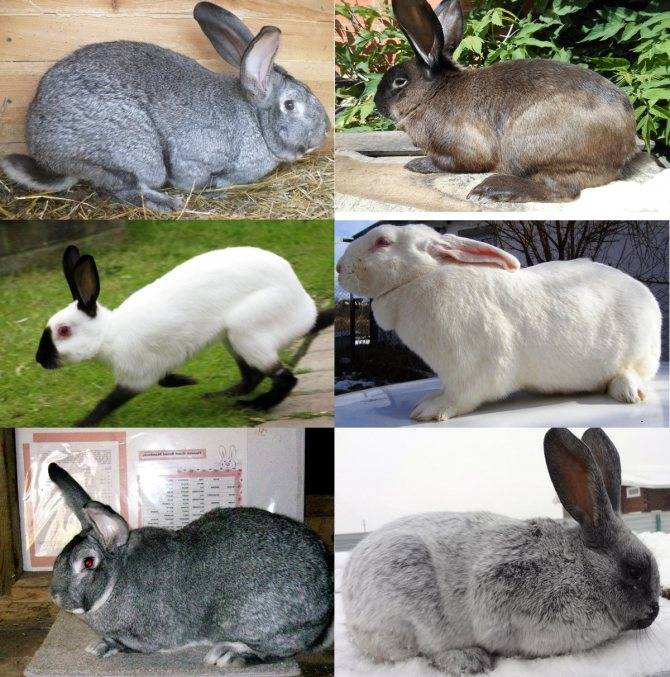 Описание пород кроликов для разведения в домашних условиях
