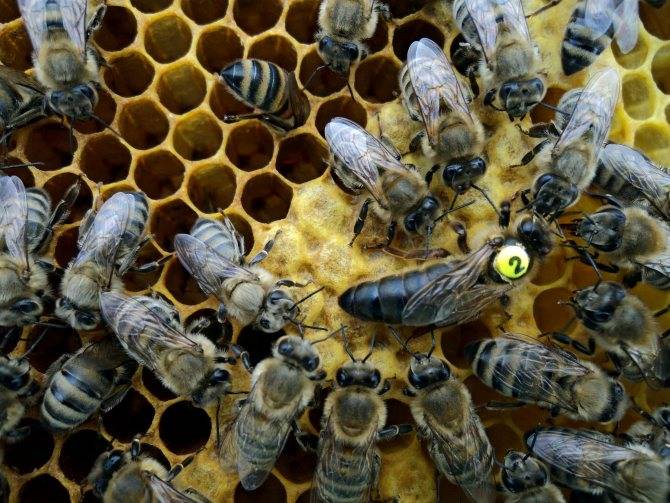 Пчела породы карника: описание, особенности и отзывы
