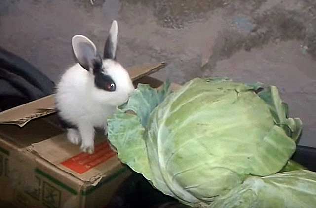 Нормы и режим питания кроликов: фото, видео, чем лучше кормить кроликов и как заготовить корм