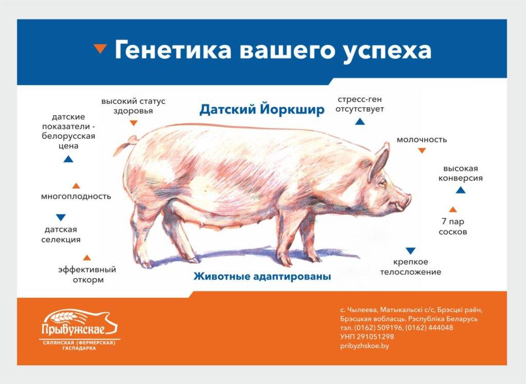 Кармалы: характеристика и особенности породы свиней