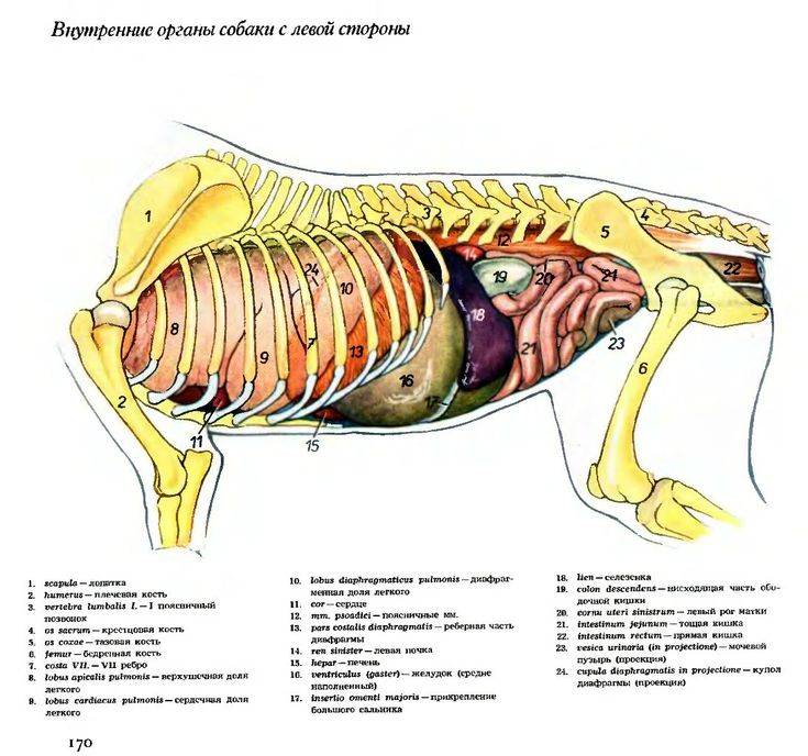 Анатомическое строение свиньи и особенности физиологии