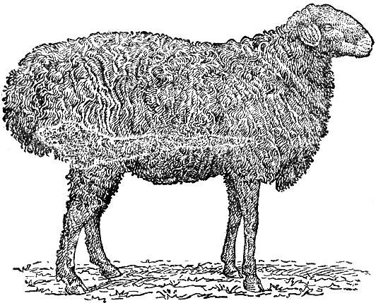 Овцы Эдильбаевской породы, описание внешнего вида и характеристики продуктивности