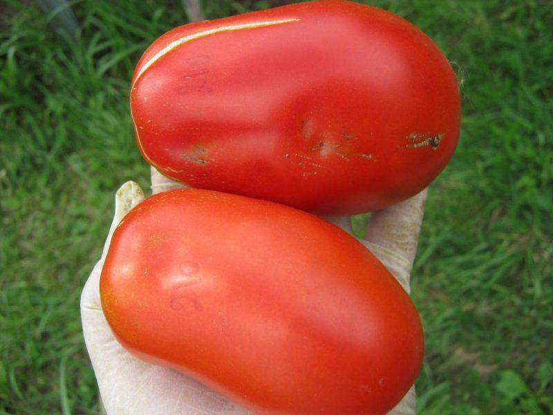 «сибирская тройка» - урожайный томат домашнего консервирования