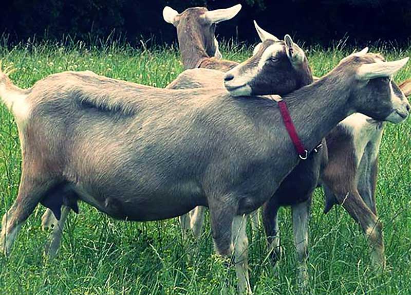 Тоггенбургская порода коз - описание породы, характеристики, фото | россельхоз.рф