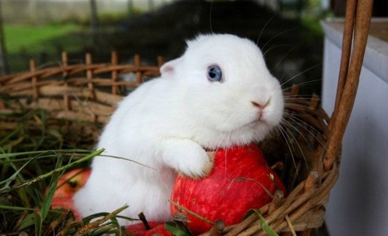 Кролик гермелин: описание породы, уход и содержание, разведение карликовых или декоративных