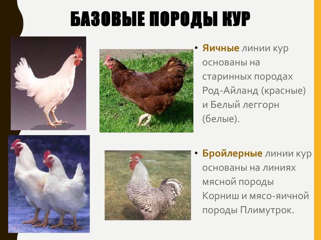 Русская белая порода кур: фото и описание, отзывы