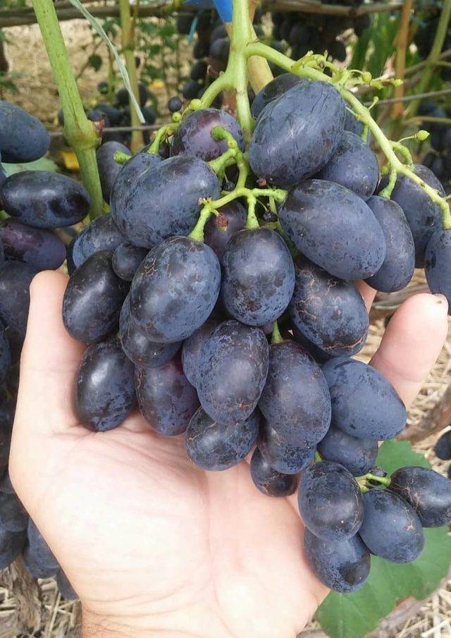 Виноград кодрянка: описание сорта, выращивание и отзывы